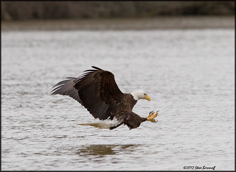 _2SB4220 american bald eagle.jpg